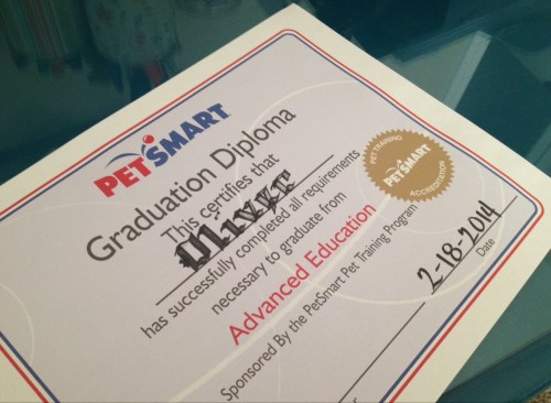 Diploma