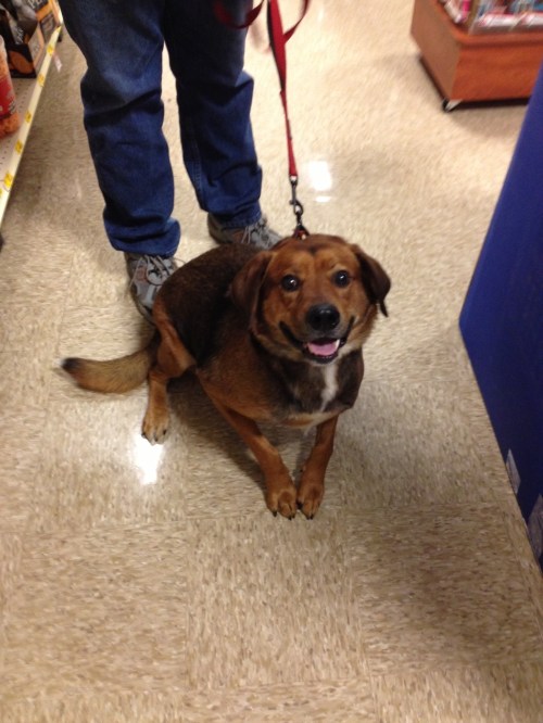 Oliver acting a fool at his first night of dog training