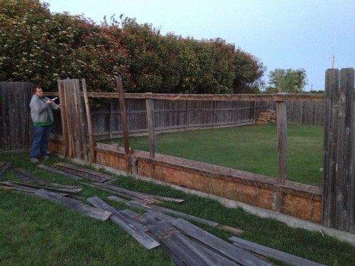 Beginning to tear the old fence down