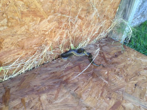 Found a snake in the fence!