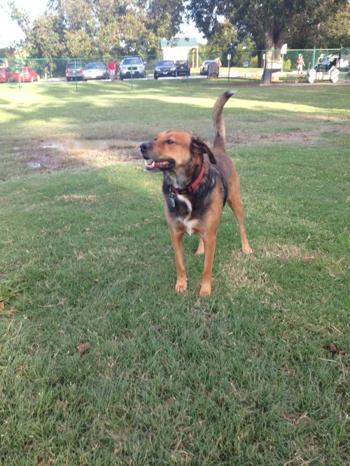 2014-10-13 (17) oliver's adoption day!